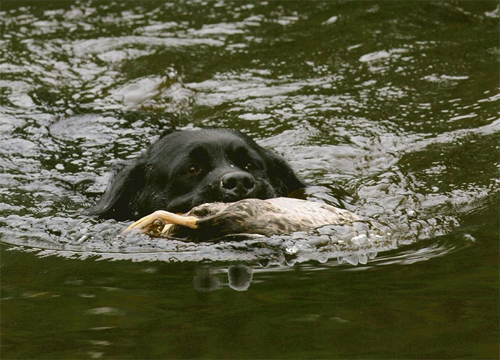 Labrador Retriever Club Of The Pioneer Valley Labradors 158