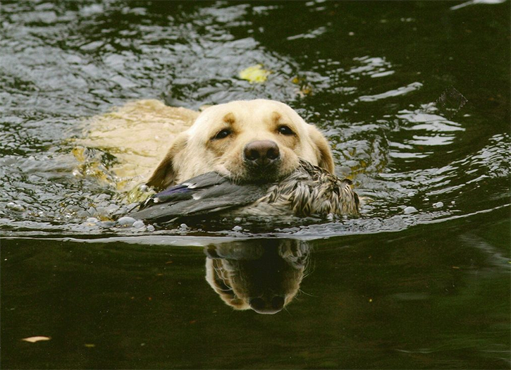 Labrador Retriever Club Of The Pioneer Valley Labradors 159
