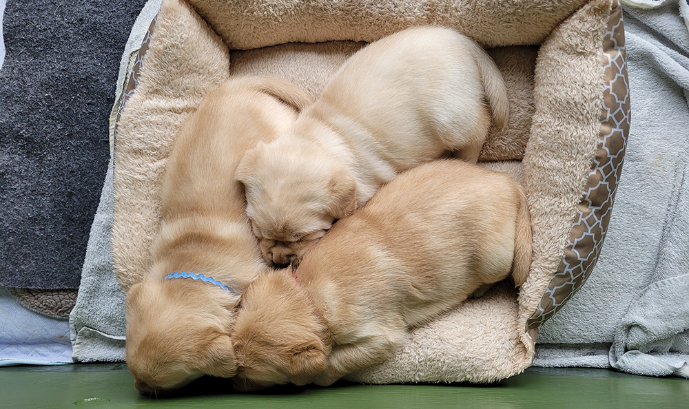 Labrador Retriever Club Of The Pioneer Valley, Labrador Retriever Dogs