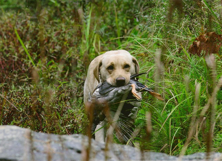 Labrador Retriever Club Of The Pioneer Valley Labradors 160