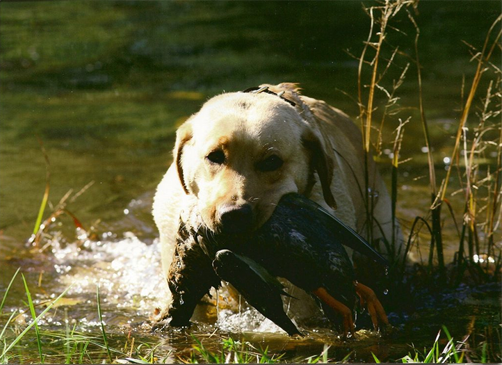 Labrador Retriever Club Of The Pioneer Valley Labradors 161