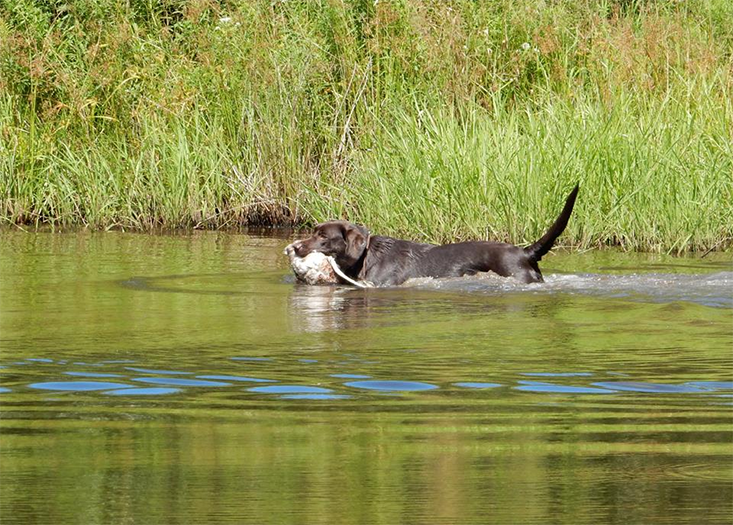 Labrador Retriever Club Of The Pioneer Valley Labradors 162
