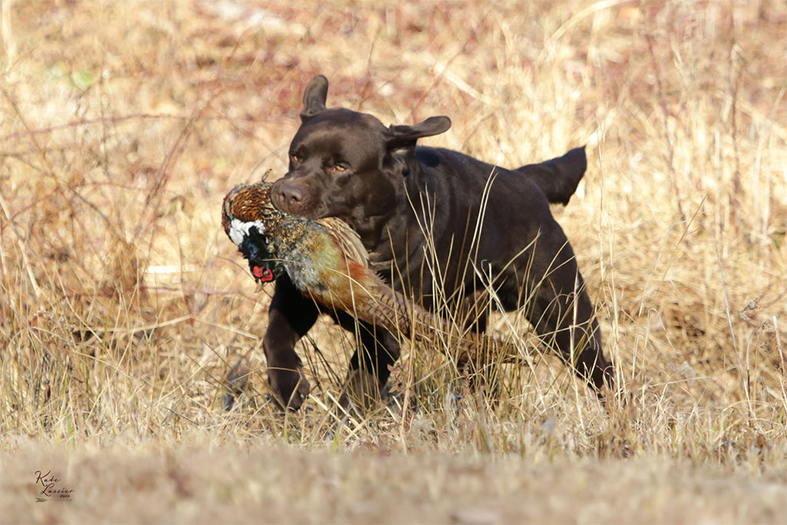 Labrador Retriever Club Of The Pioneer Valley Labradors 164