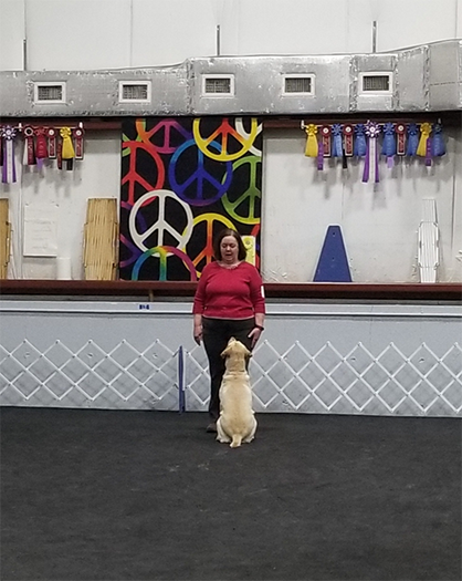 Labrador Retriever Club Of The Pioneer Valley Labradors 165