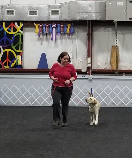 Labrador Retriever Club Of The Pioneer Valley Labradors 166