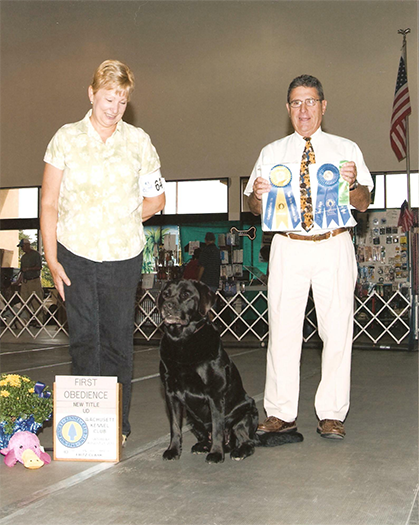 Labrador Retriever Club Of The Pioneer Valley Labradors 167