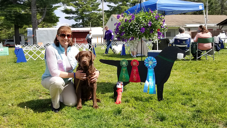 Labrador Retriever Club Of The Pioneer Valley Labradors 169