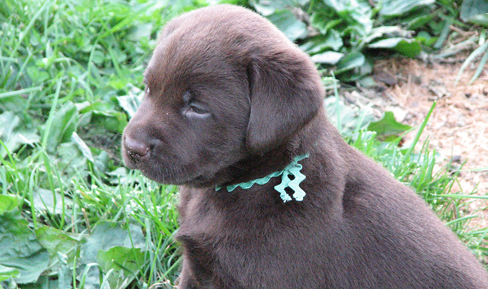 Labrador Retriever Club Of The Pioneer Valley, Labrador Retriever Dogs