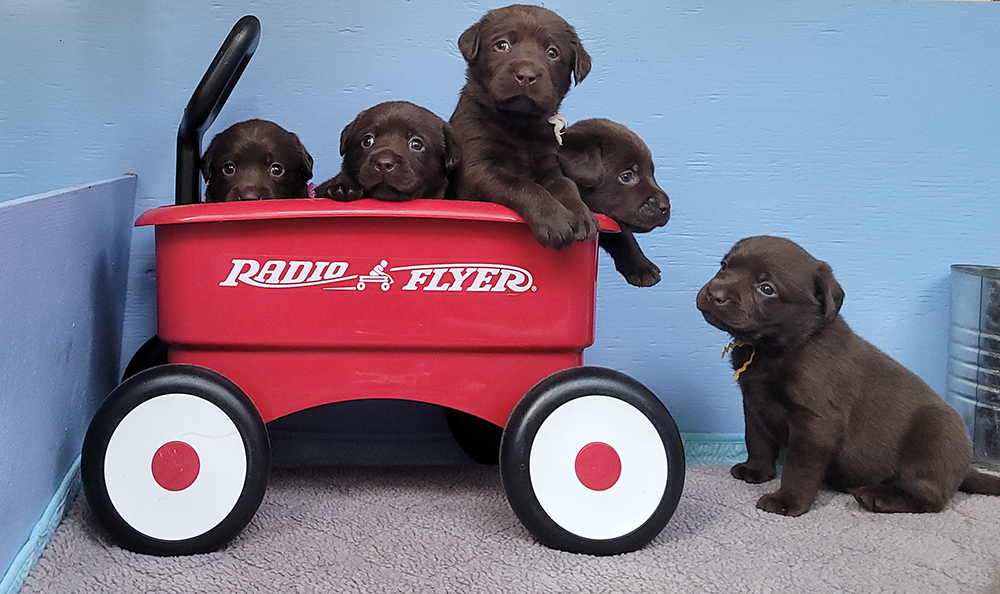 Labrador Retriever Club Of The Pioneer Valley, Labrador Retriever Dogs