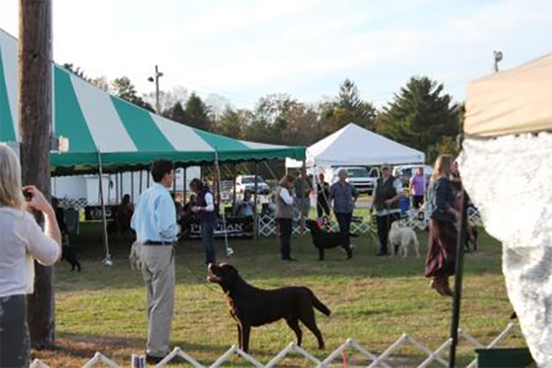 Labrador Retriever Club Of The Pioneer Valley, Labrador Retriever Dogs