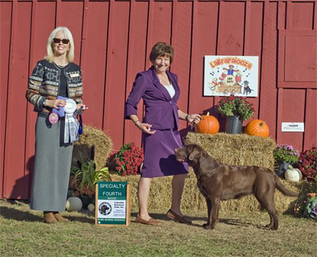 Labrador Retriever Club Of The Pioneer Valley Labradors 39A