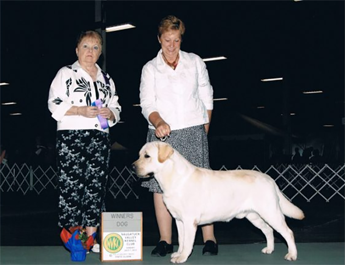 Labrador Retriever Club Of The Pioneer Valley Labradors 40A