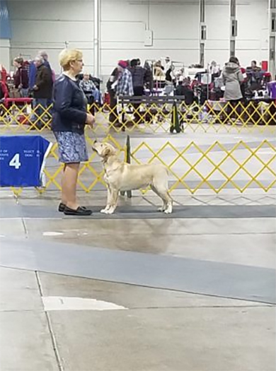 Labrador Retriever Club Of The Pioneer Valley, Labrador Retriever Dogs