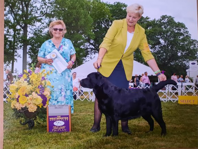 Labrador Retriever Club Of The Pioneer Valley Labradors 41