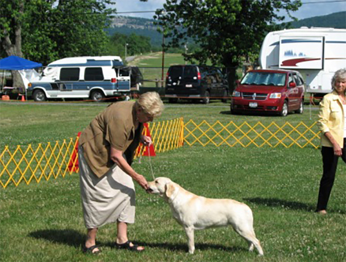 Labrador Retriever Club Of The Pioneer Valley, Labrador Retriever Dogs