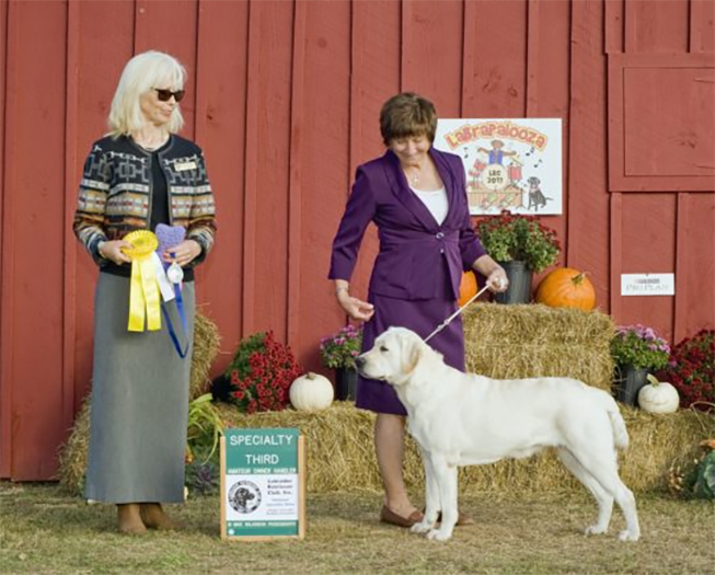 Labrador Retriever Club Of The Pioneer Valley Labradors 42