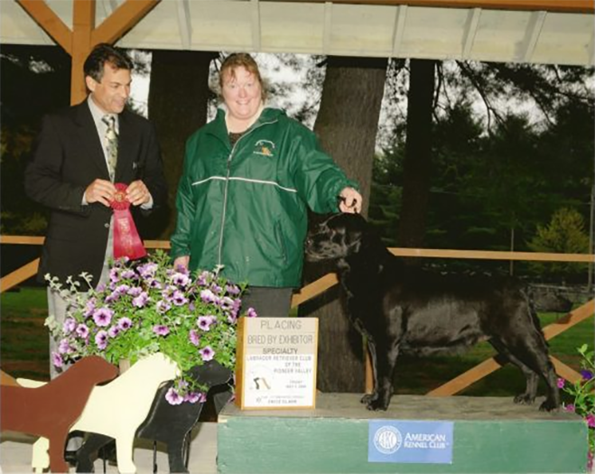 Labrador Retriever Club Of The Pioneer Valley Labradors 44