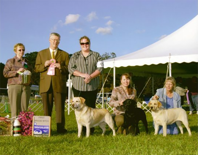Labrador Retriever Club Of The Pioneer Valley Labradors 45