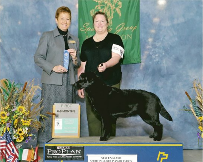 Labrador Retriever Club Of The Pioneer Valley Labradors 46A
