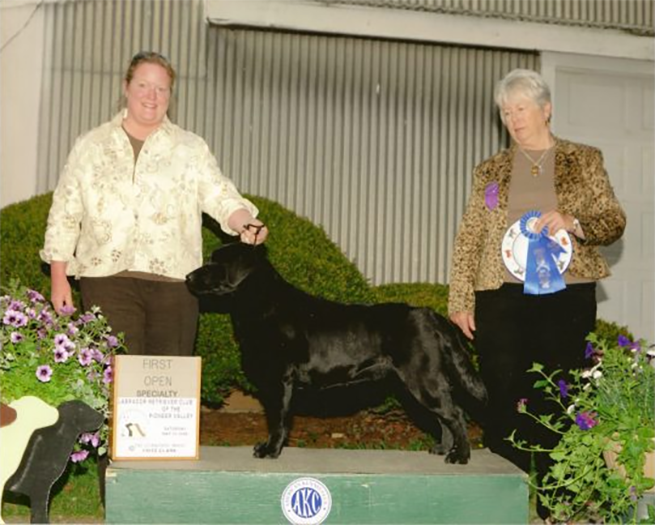 Labrador Retriever Club Of The Pioneer Valley Labradors 47
