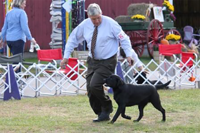 Labrador Retriever Club Of The Pioneer Valley Labradors 48