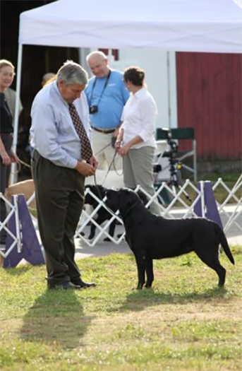 Labrador Retriever Club Of The Pioneer Valley Labradors 49