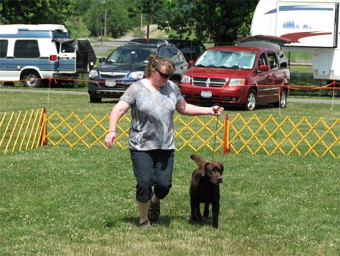 Labrador Retriever Club Of The Pioneer Valley Labradors 52A