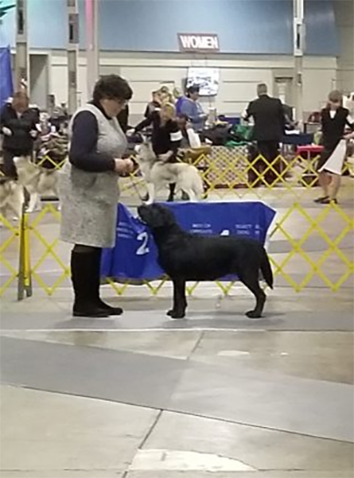 Labrador Retriever Club Of The Pioneer Valley Labradors 53