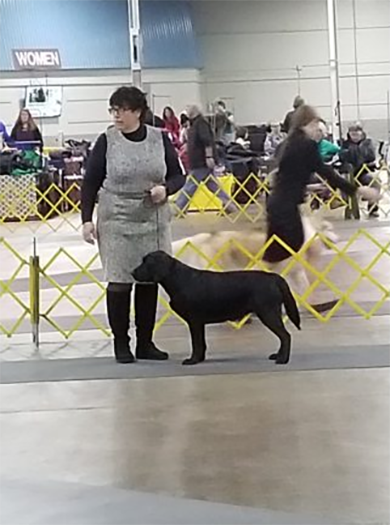 Labrador Retriever Club Of The Pioneer Valley Labradors 54