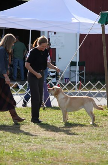 Labrador Retriever Club Of The Pioneer Valley Labradors 55