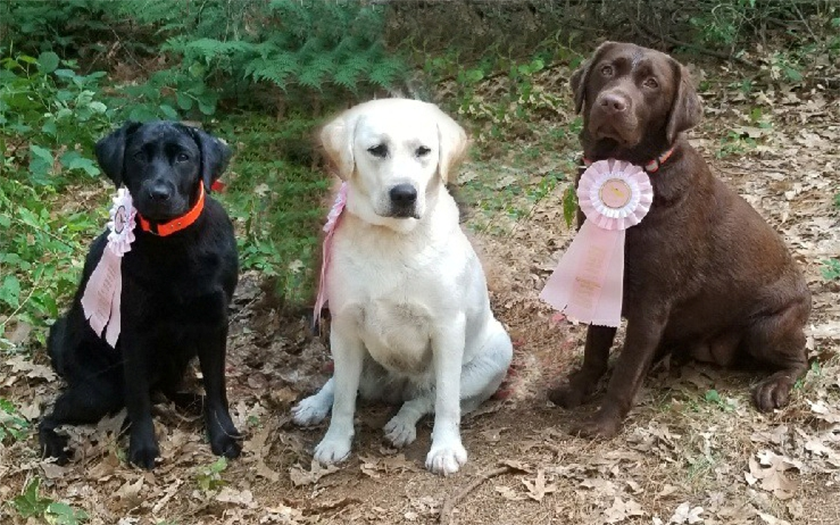 Labrador Retriever Club Of The Pioneer Valley Labradors 57