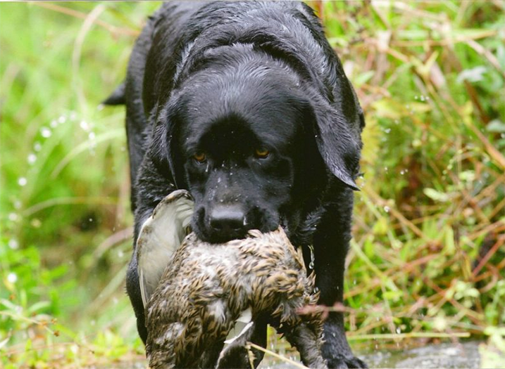 Labrador Retriever Club Of The Pioneer Valley Labradors 58