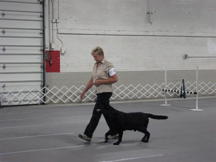 Labrador Retriever Club Of The Pioneer Valley Labradors 60