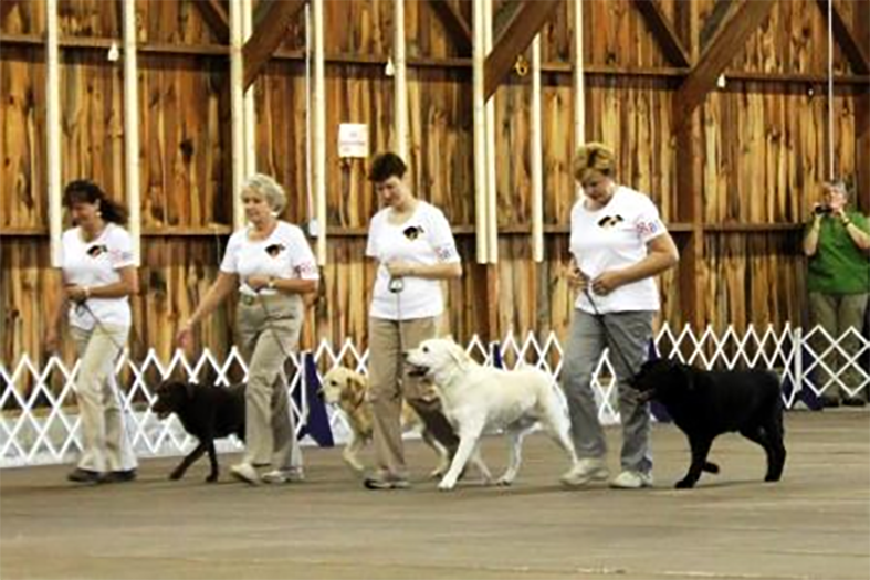 Labrador Retriever Club Of The Pioneer Valley Labradors 61