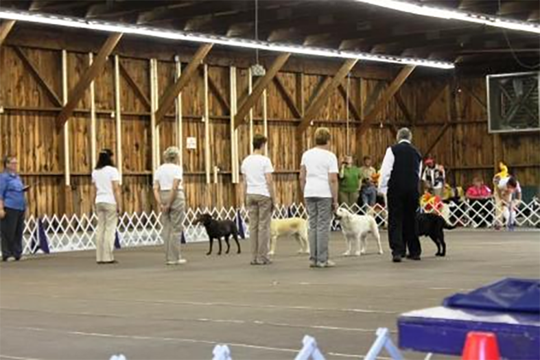 Labrador Retriever Club Of The Pioneer Valley Labradors 62