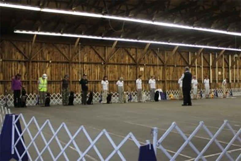 Labrador Retriever Club Of The Pioneer Valley Labradors 63