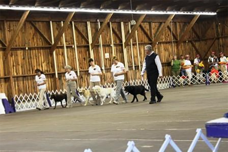 Labrador Retriever Club Of The Pioneer Valley Labradors 65