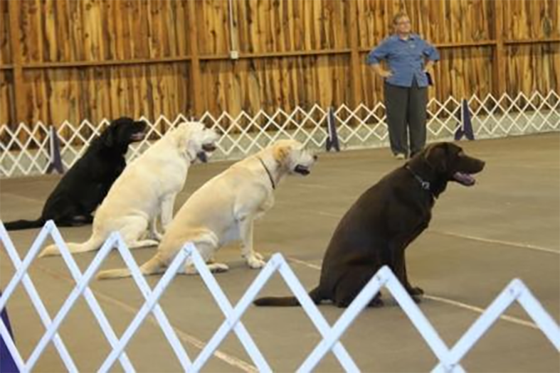 Labrador Retriever Club Of The Pioneer Valley Labradors 66