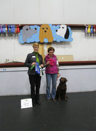 Labrador Retriever Club Of The Pioneer Valley Labradors 68