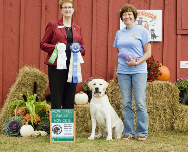 Labrador Retriever Club Of The Pioneer Valley Labradors 69