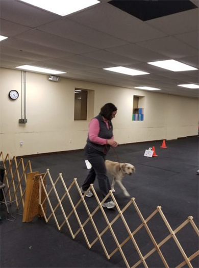 Labrador Retriever Club Of The Pioneer Valley Labradors 71