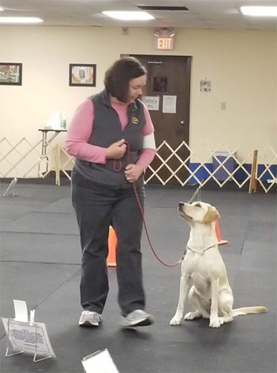 Labrador Retriever Club Of The Pioneer Valley Labradors 72