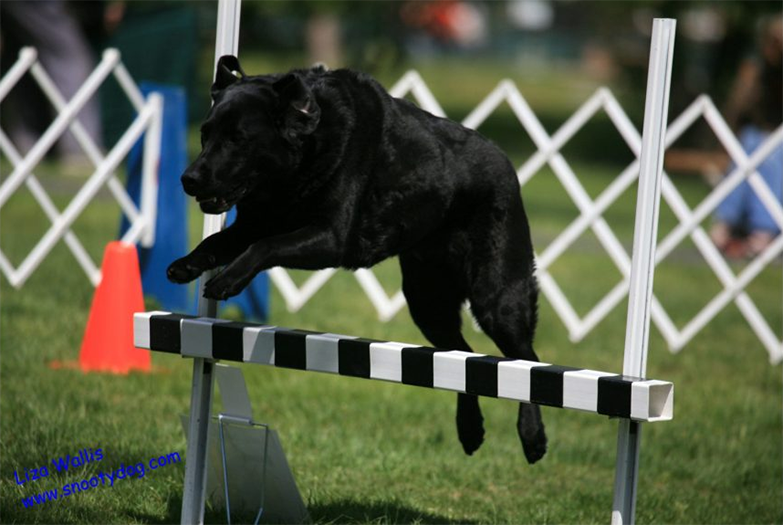 Labrador Retriever Club Of The Pioneer Valley Labradors 74