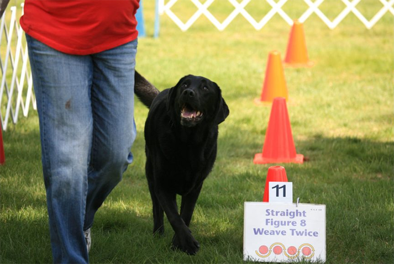 Labrador Retriever Club Of The Pioneer Valley Labradors 75
