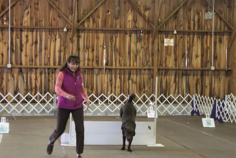 Labrador Retriever Club Of The Pioneer Valley Labradors 77