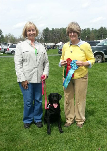 Labrador Retriever Club Of The Pioneer Valley Labradors 78