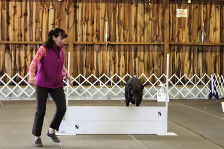Labrador Retriever Club Of The Pioneer Valley Labradors 79