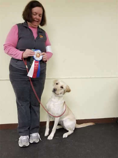Labrador Retriever Club Of The Pioneer Valley Labradors 81