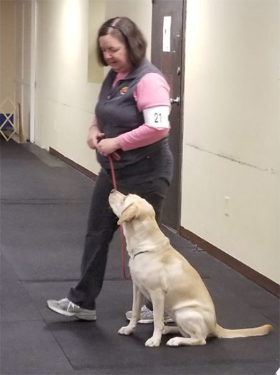 Labrador Retriever Club Of The Pioneer Valley Labradors 83