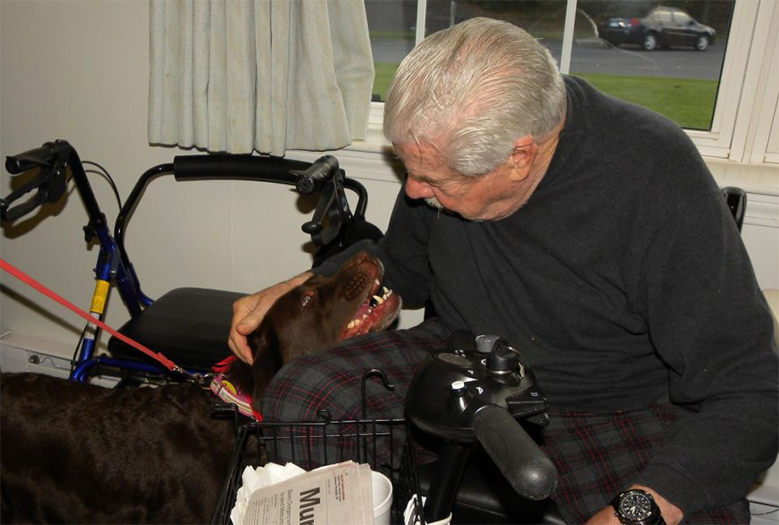 Labrador Retriever Club Of The Pioneer Valley Labradors 86A